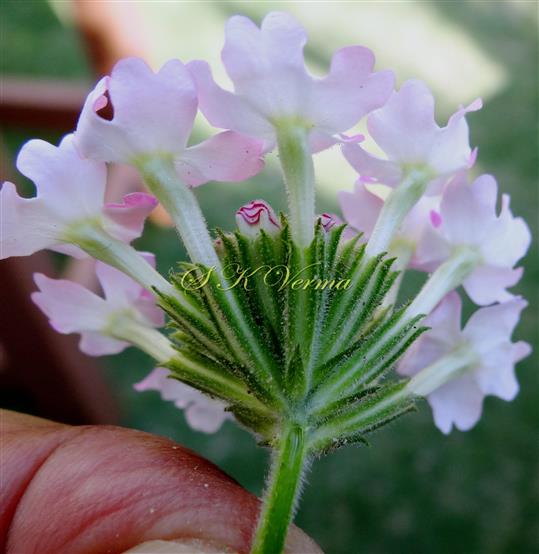  Inflorescence - Umbel-like spike